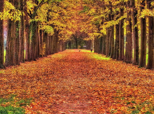 Color Efex Pro Art Print featuring the photograph Fall colors avenue by Roberto Pagani