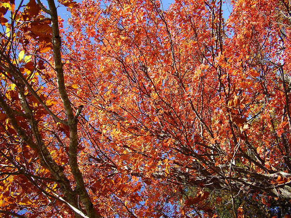 Fall Art Print featuring the photograph Fall in the Blue Ridge Mountains by Flavia Westerwelle