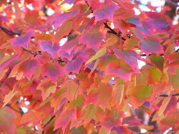 Leaves Art Print featuring the photograph Fall by Jewels Hamrick