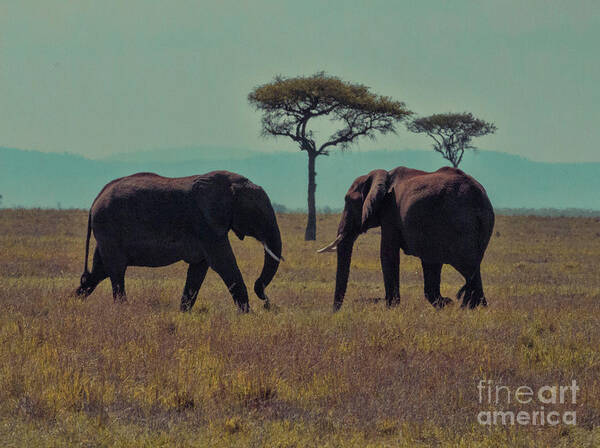 Elephants Art Print featuring the photograph Family by Karen Lewis