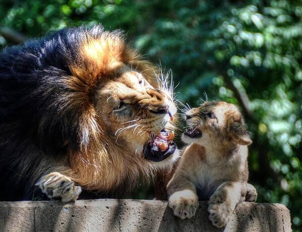 Male Lion And Cub Art Print featuring the photograph Father teaching son by Ronda Ryan