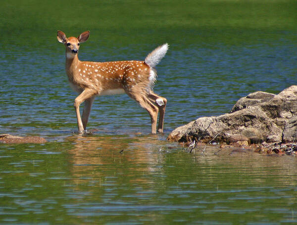 Whitetail Art Print featuring the photograph Fawn in Water by Brook Burling
