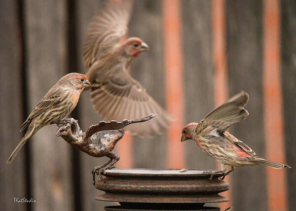 Male House Finches Art Print featuring the photograph Feeding Finches by Tim Kathka