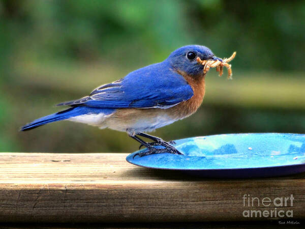 Bluebird Art Print featuring the photograph Feeding Time by Sue Melvin