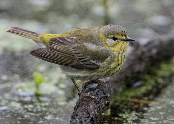 Warbler Art Print featuring the photograph Female Cape May Warbler by Wade Aiken