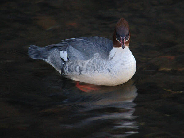 Female Art Print featuring the photograph Female Goosander In River by Adrian Wale