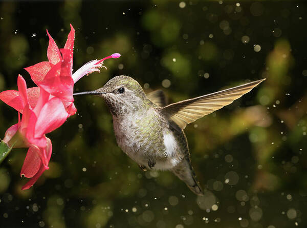 Anna Art Print featuring the photograph Female hummingbird visits flower in snow storm by William Lee