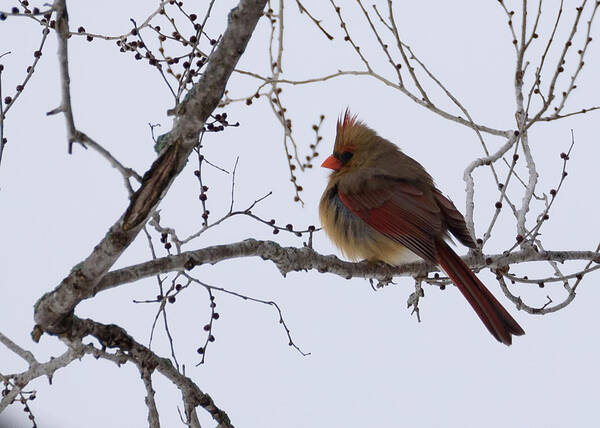 Northern Cardinal Art Print featuring the photograph Female Northern Cardinal by Holden The Moment