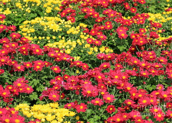 Red And Yellow Flowers Art Print featuring the photograph Field of Red and Yellow Flowers by Carol Groenen