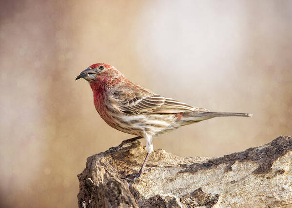 Chordata Art Print featuring the photograph Finch On Pastel Pinks by Bill and Linda Tiepelman