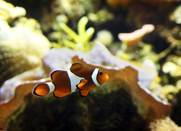 Nemo Art Print featuring the photograph Finding Nemo by Marilyn Hunt