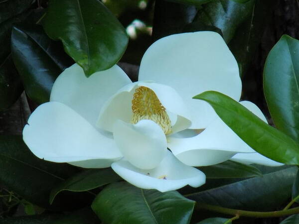 Magnolia Art Print featuring the photograph First Bloom by Cindy Gray