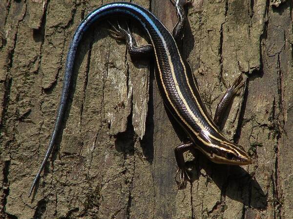 Lizard Art Print featuring the photograph Five Lined Skink by Carl Moore