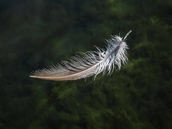 From My Kayak Art Print featuring the photograph Floating Feather by Louise Lindsay