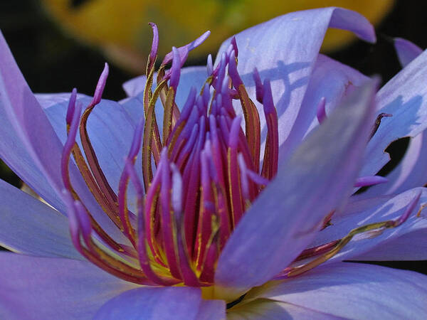 Lily Art Print featuring the photograph Florida Water Lily by Juergen Roth