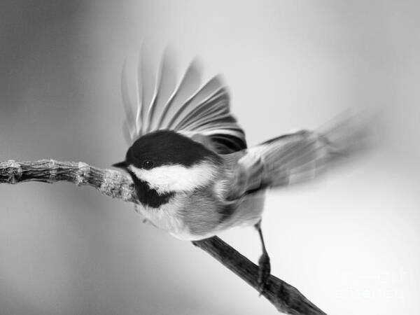 Bird Art Print featuring the photograph Flutter Of A Chickadee's Wing by Dorothy Lee