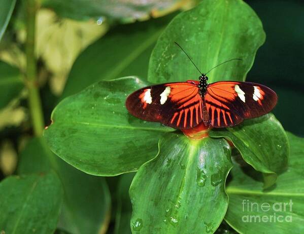 Butterfly Art Print featuring the photograph Fly Away by Debbi Granruth
