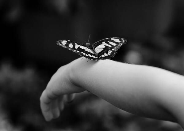 Butterfly Art Print featuring the photograph Fly away by Edward Myers