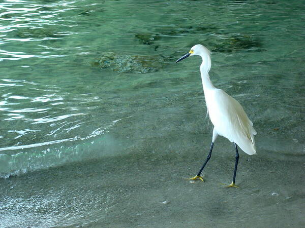 Egret Art Print featuring the photograph Egret Under Bridge by Julie Pappas