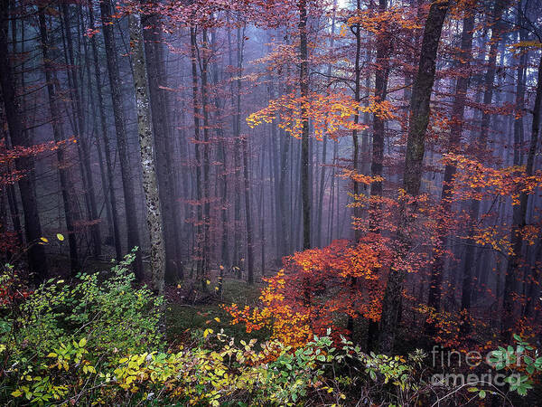 Forest Art Print featuring the photograph Fog and forest colours by Elena Elisseeva