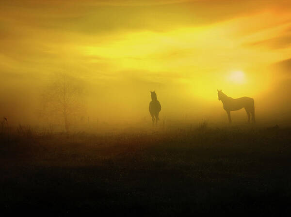 Foggy Sunset Art Print featuring the photograph Foggy sunset by Lilia D
