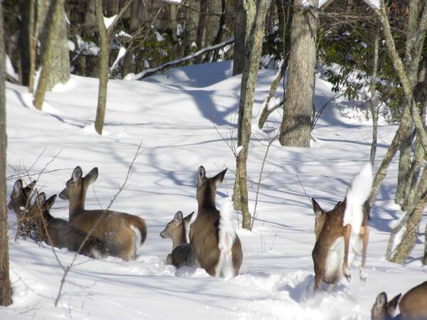 Deer Art Print featuring the photograph Follow the Leader by Jewels Hamrick