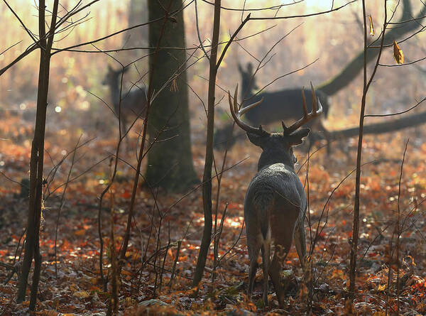Deer Art Print featuring the photograph Following the Does by Duane Cross