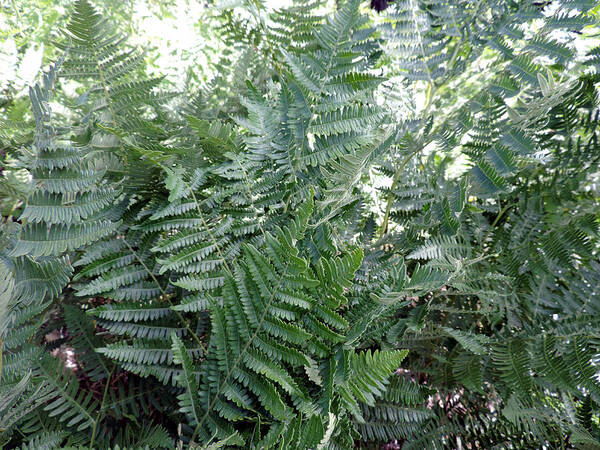Fern Art Print featuring the photograph Forest Ferns by Eric Forster