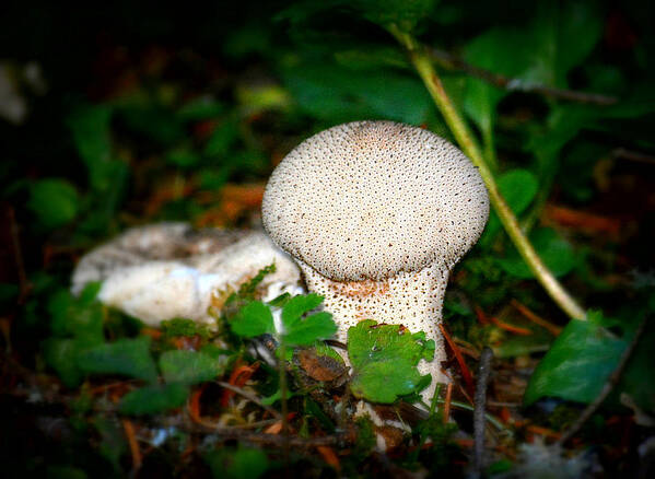 Mushroom Art Print featuring the photograph Forest Floor Mushroom by Lori Seaman