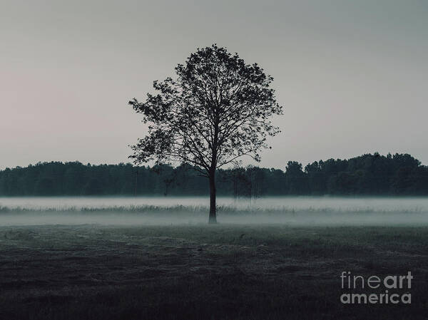 Photography Art Print featuring the photograph Forest Fog by MGL Meiklejohn Graphics Licensing