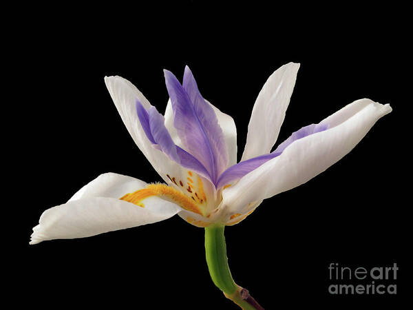 Wall Art Art Print featuring the photograph Fortnight Lily on Black by Kelly Holm