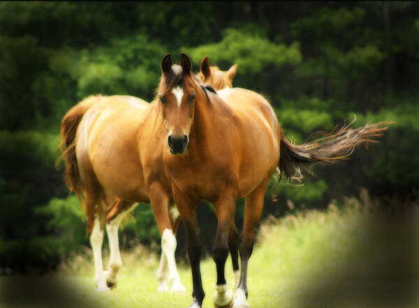 Horses Art Print featuring the photograph Free Spirits by Cathy Beharriell