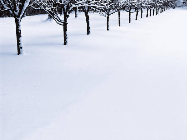 Winter Art Print featuring the photograph Fresh Snow by John Hansen