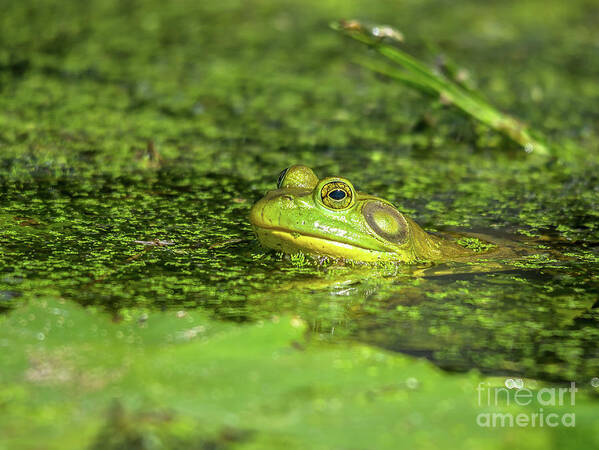 Cheryl Baxter Photography Art Print featuring the photograph Frog in the Swamp by Cheryl Baxter