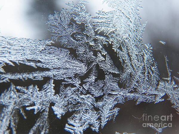 Frost Art Print featuring the photograph Frost Branches by Corinne Elizabeth Cowherd