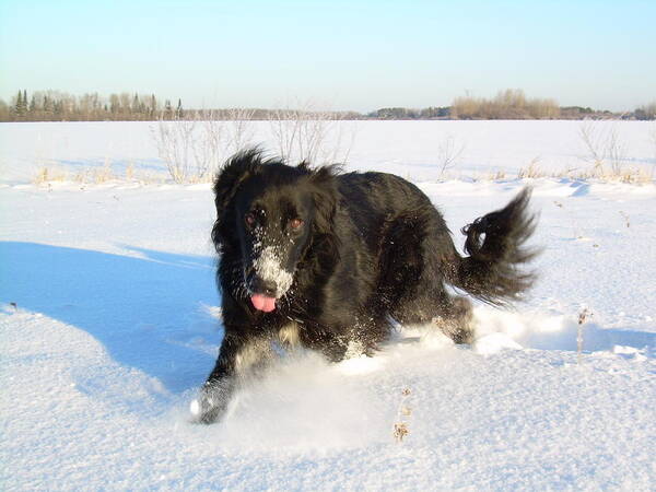 Dog Art Print featuring the photograph Fun in the Snow Running by Kent Lorentzen