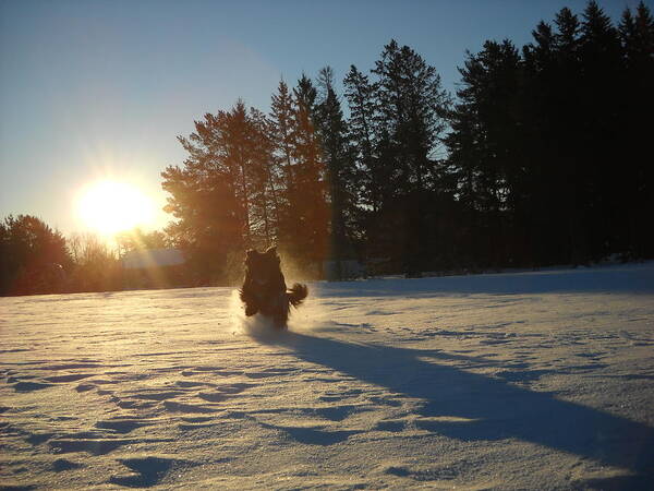 Snow Art Print featuring the photograph Fun to Run in Snow at Sunrise by Kent Lorentzen