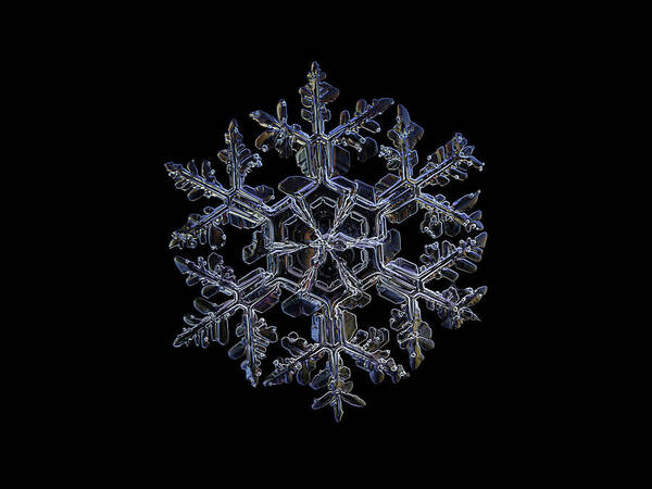 Snowflake Art Print featuring the photograph Gardener's dream, dark on black version by Alexey Kljatov