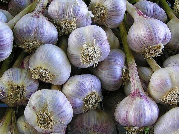 Garlic Art Print featuring the photograph Garlic Bulbs by Jen White