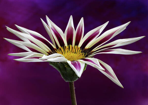 Gazania Art Print featuring the photograph Gazania by Shirley Mitchell