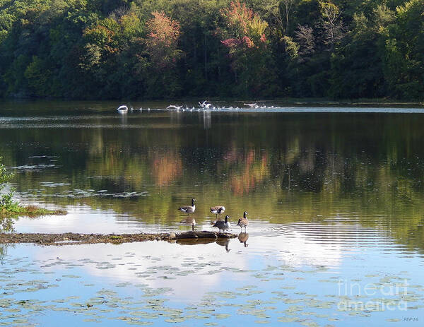 Photography Art Print featuring the photograph Geese At Rest And Flying by Phil Perkins