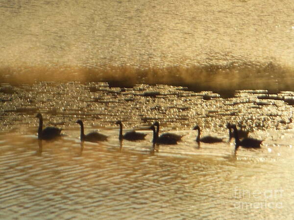 Canada Goose Art Print featuring the photograph Geese on Golden Pond by Rockin Docks Deluxephotos