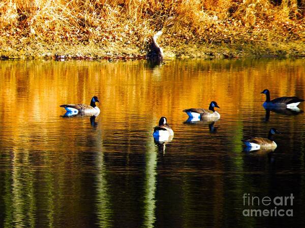 Geese Lake Water Photo Photograph Wildlife Wild Life Fowl Waterfowl Fall Gold Art Print featuring the photograph Geese on Lake by Craig Walters