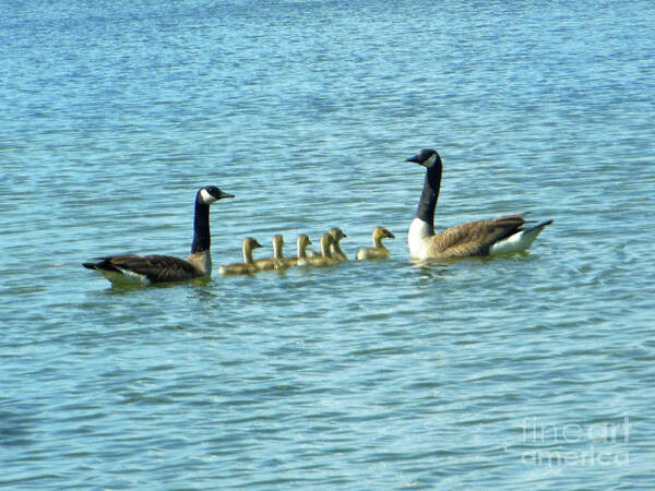 Geese Art Print featuring the photograph Geese Proud Parents by Rockin Docks Deluxephotos