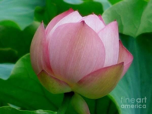 Lotus Art Print featuring the photograph Gift of God's Creation by Chad and Stacey Hall