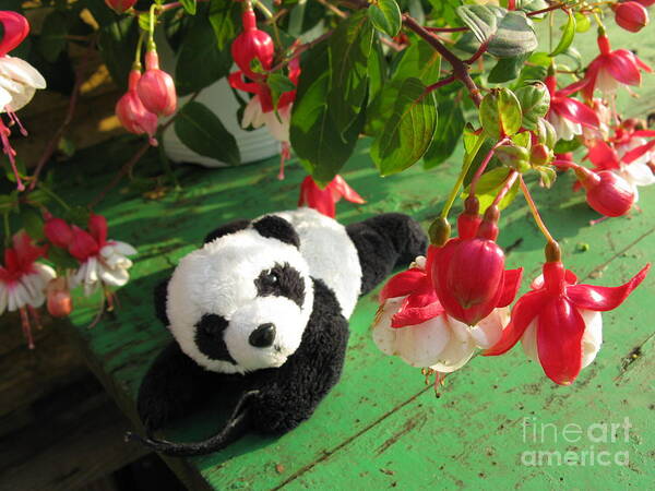 Baby Panda Art Print featuring the photograph Ginny Under The Red And White Fuchsia by Ausra Huntington nee Paulauskaite