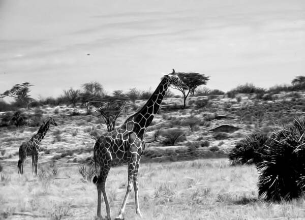 Giraffe Art Print featuring the photograph Giraffes in Black and White by Cathy Anderson