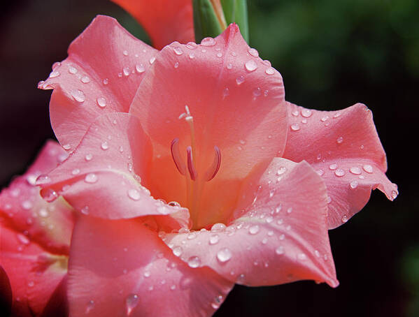 Gladiolus Art Print featuring the photograph Glad All Over by Jim Benest