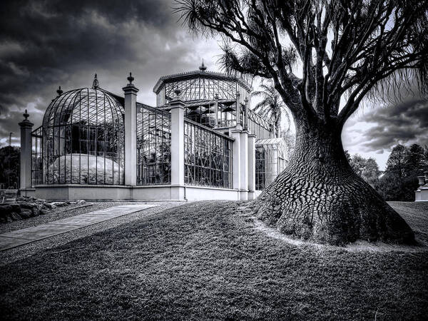 Architecture Art Print featuring the photograph Glasshouse And Tree by Wayne Sherriff