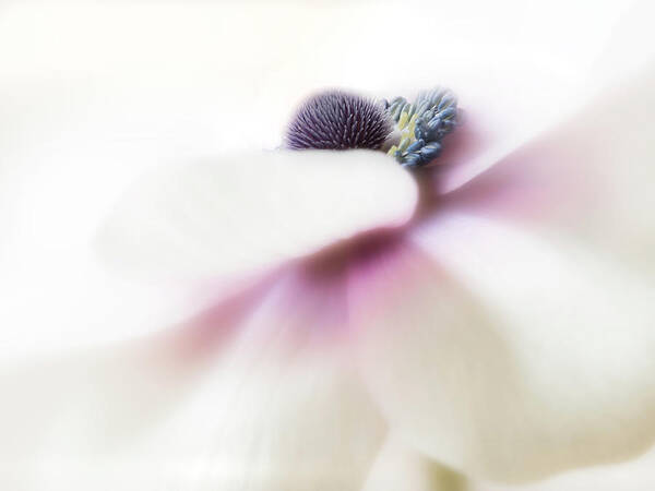 Flower Art Print featuring the photograph Glimpse of perfection. by Usha Peddamatham